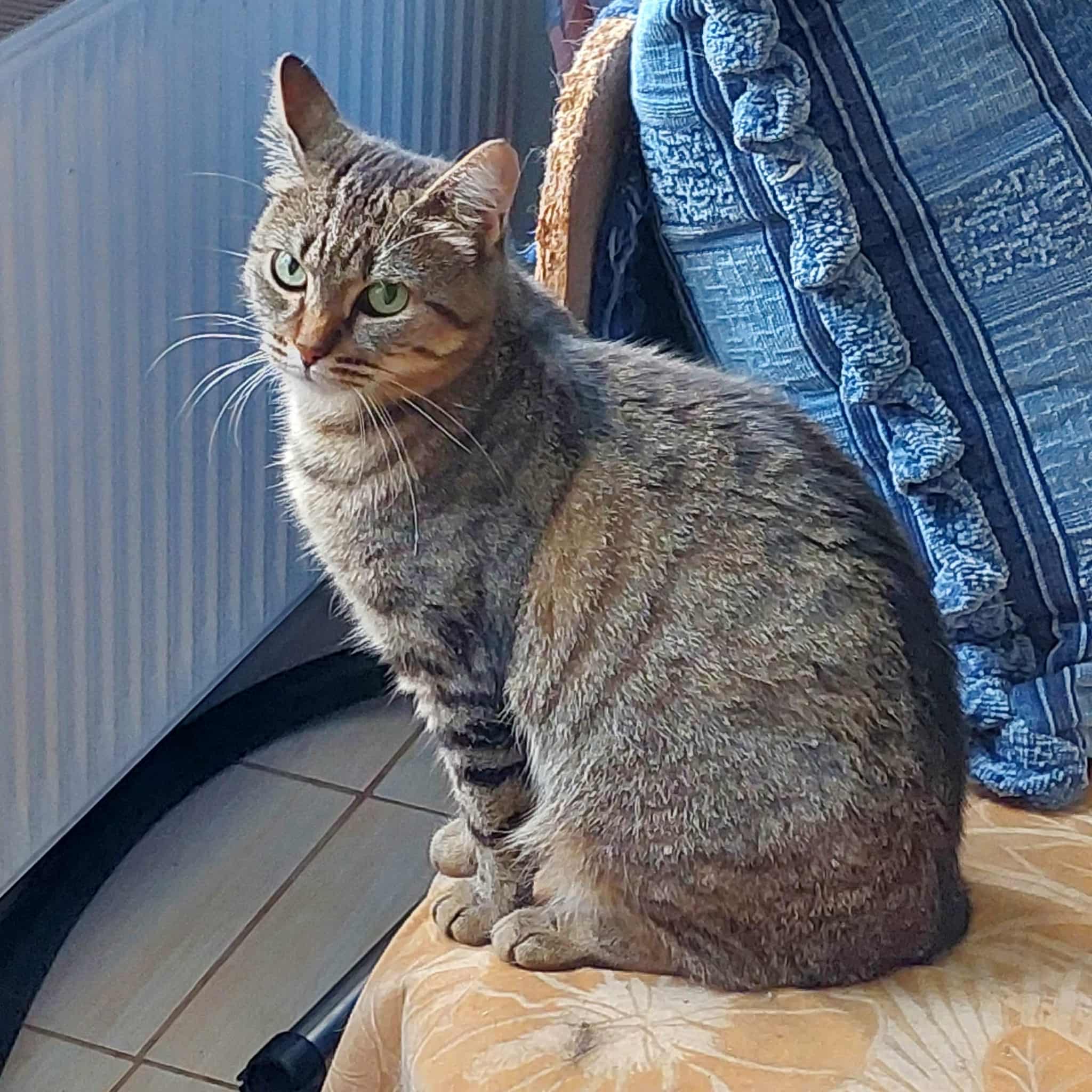 A gray tabby is sitting on an orange chair