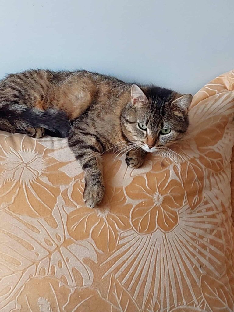 A gray tabby is laying on an orange chair