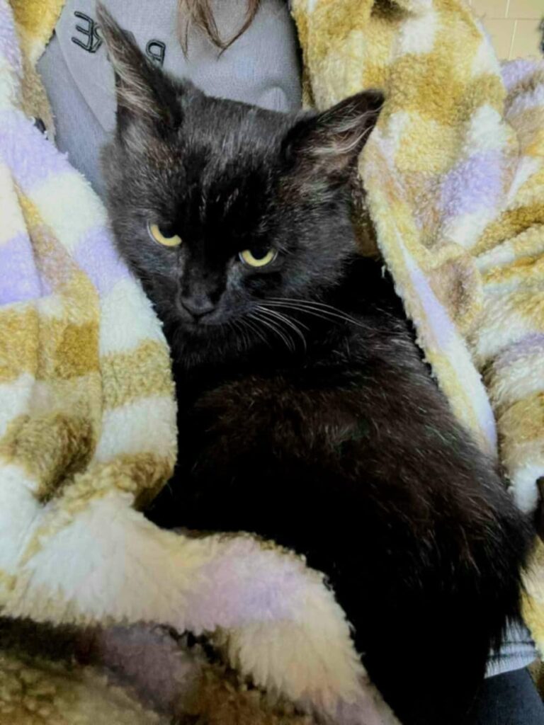 A fluffy black kitten is curled up in a sweater