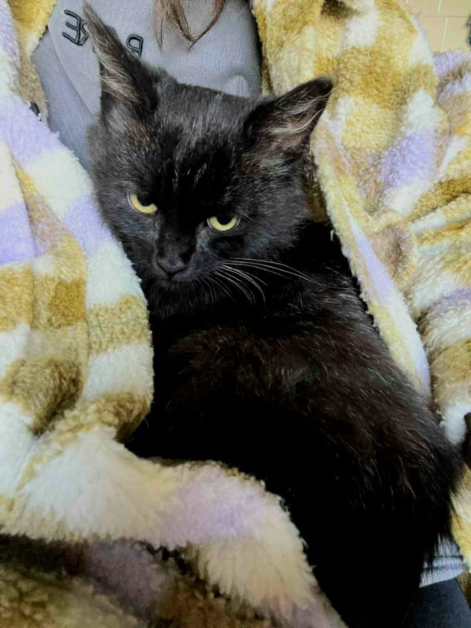 A fluffy black kitten is curled up in a sweater