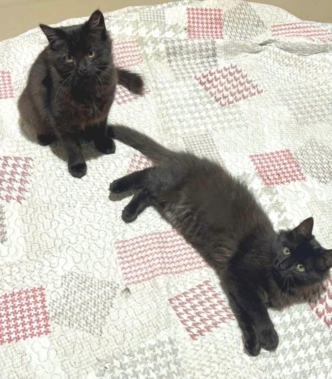 Two fluffy black kittens are laying on a quilt