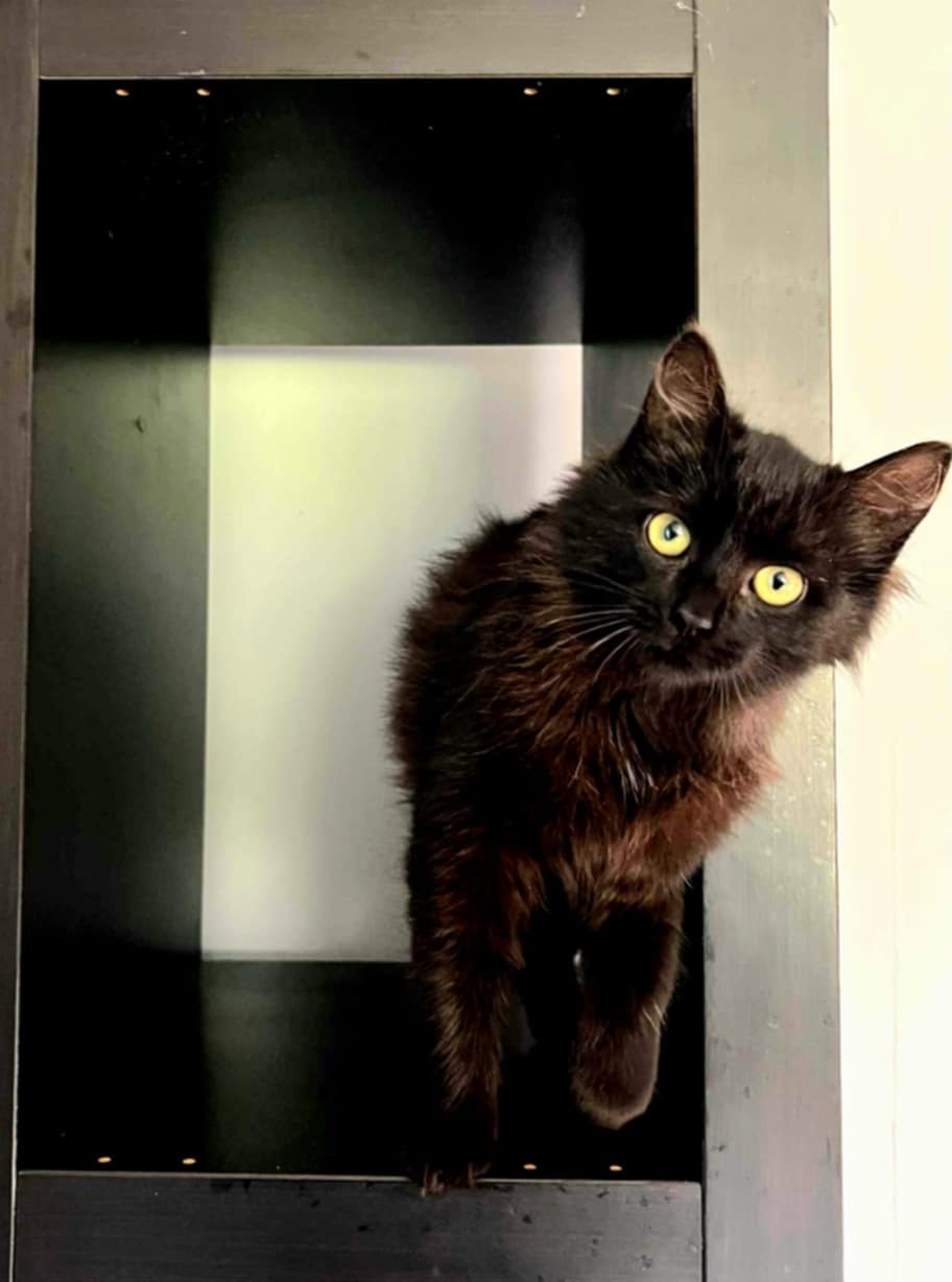 A fluffy black kitten is standing near a curtain and staring at the camera