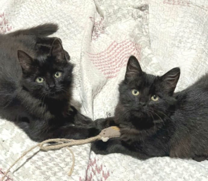 Two fluffy black kittens are laying on a quilt and playing with a toy