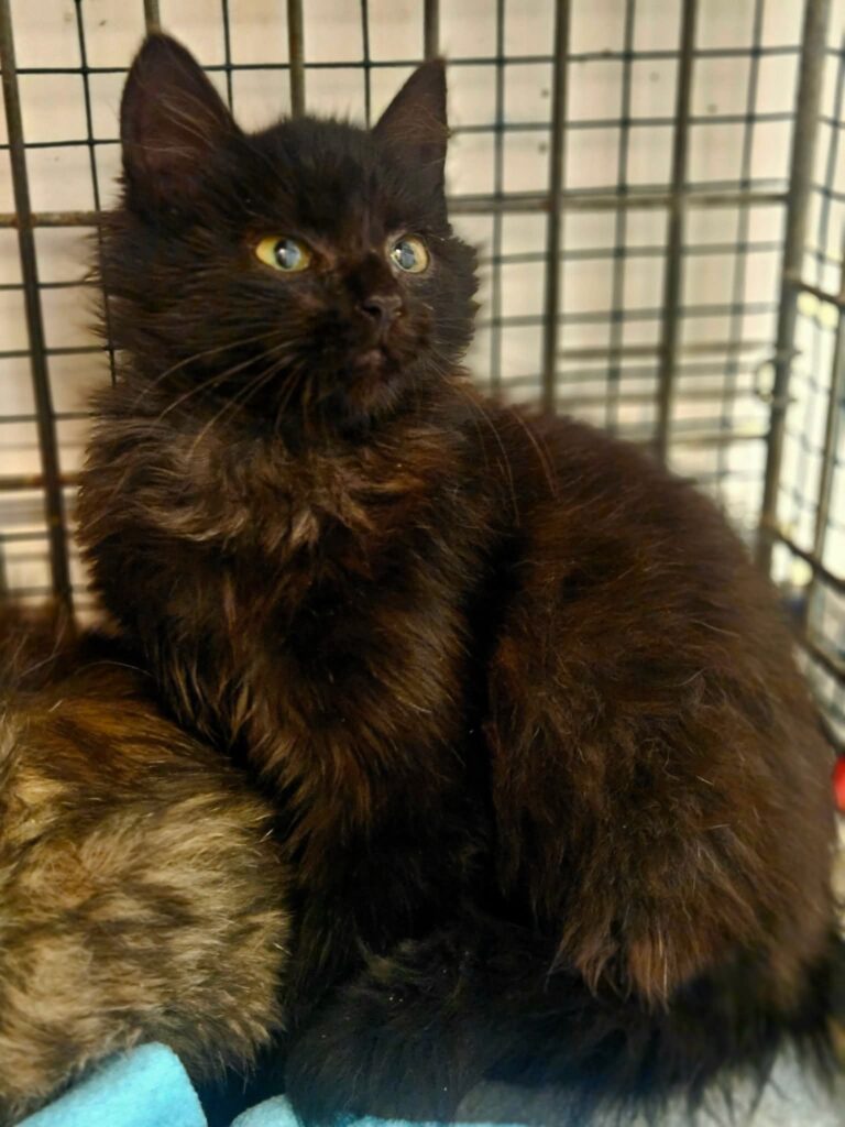 A fluffy black kitten is in a cage and looking up