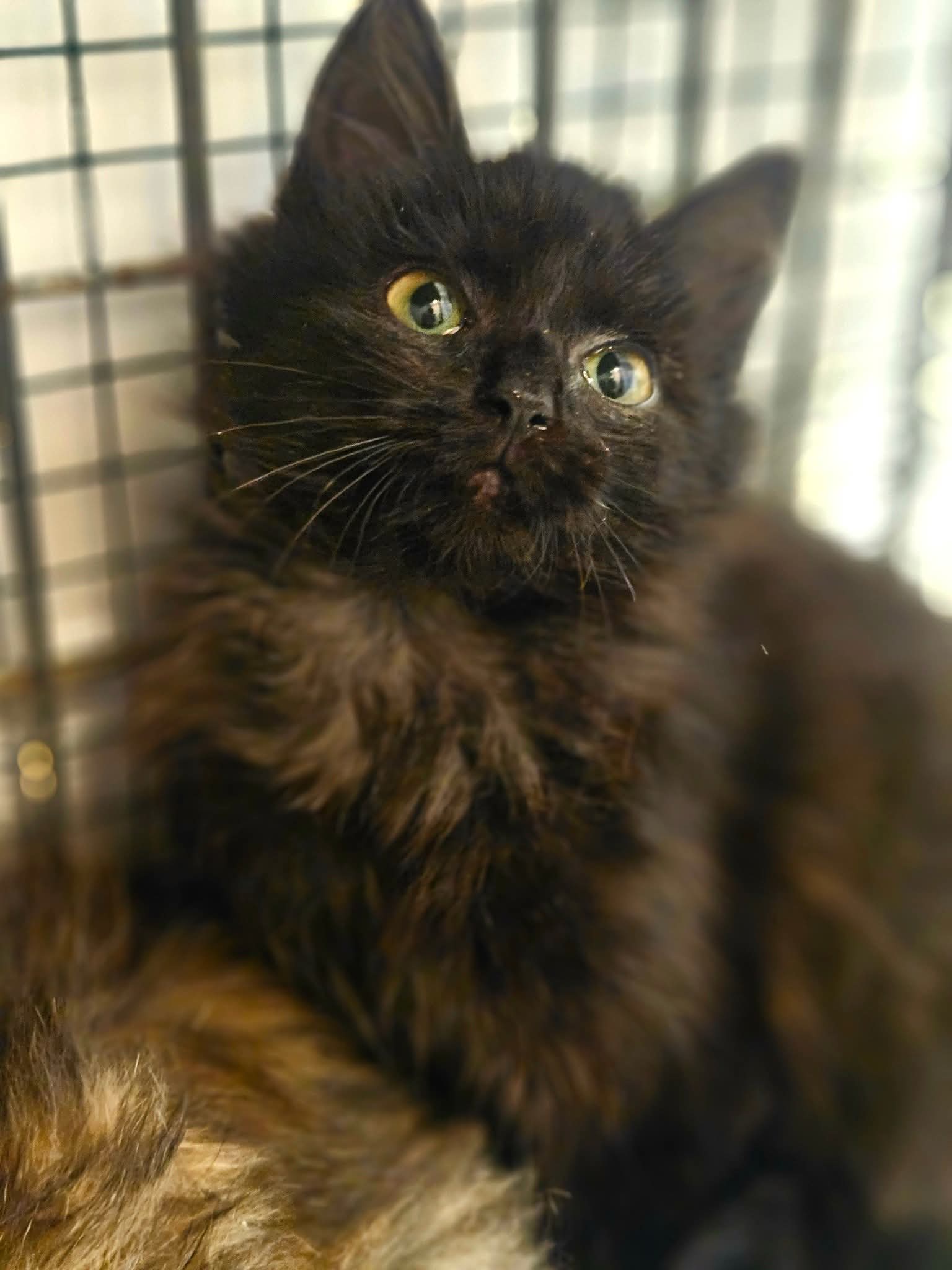 A fluffy black kitten is in a cage and looking up