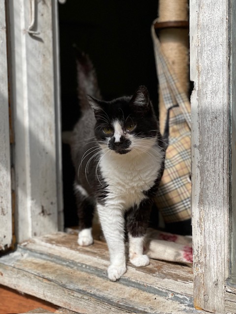 A black and white cat is standing in a doorway and staring at the camera. She has distinctive black marks on her face