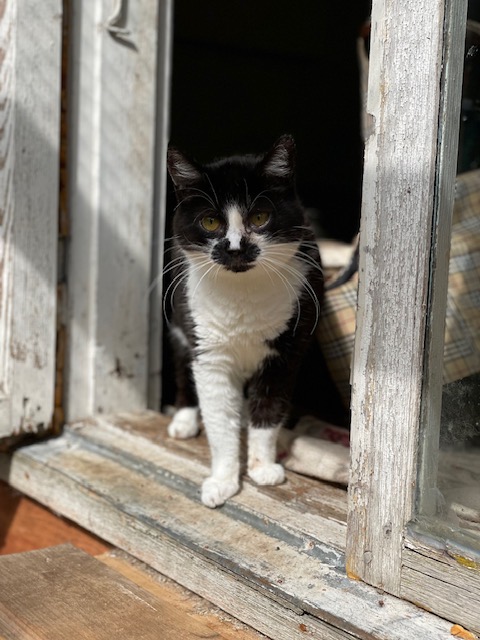 A black and white cat is sitting in a doorway and staring at the camera. She has distinctive black marks on her face