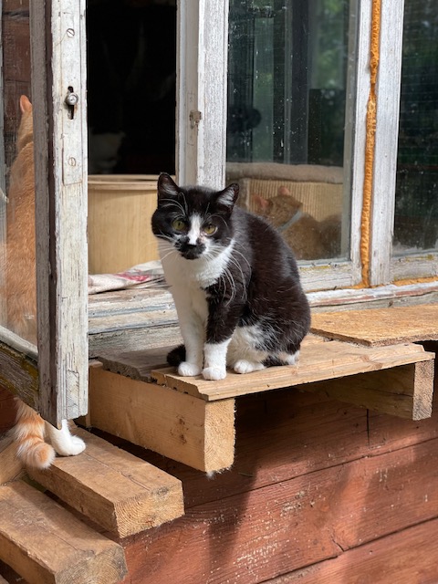 A black and white cat is sitting on a porch