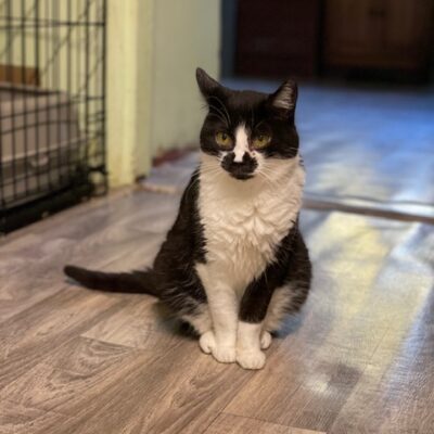 A black and white cat is sitting on a floor and staring into the void. She has distinctive black marks on her face