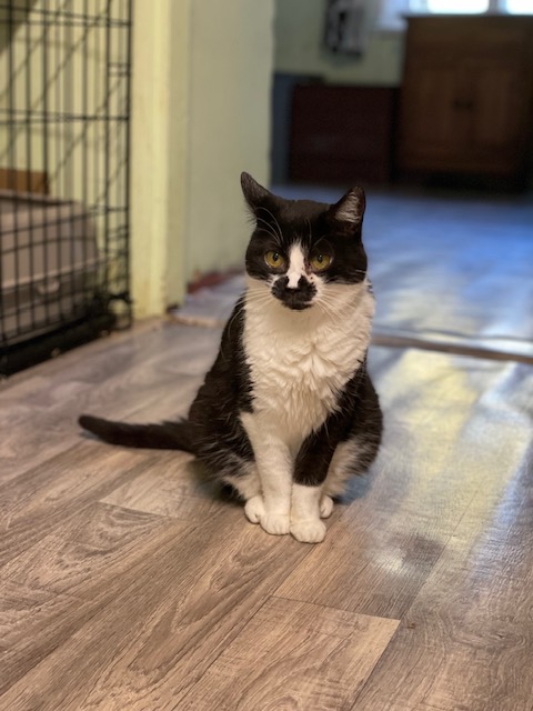 A black and white cat is sitting on a floor and staring into the void. She has distinctive black marks on her face