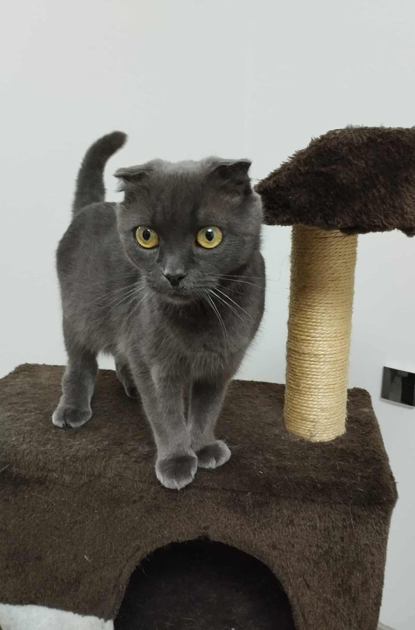 A gray cat with folded ears is standing on a cat tree