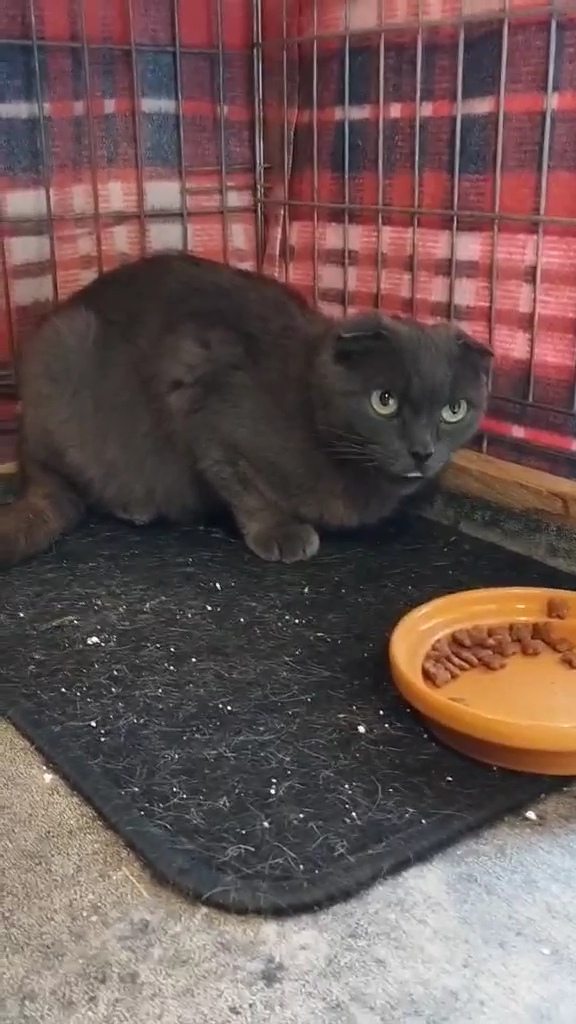 A gray cat with folded ears is sitting on a blanket