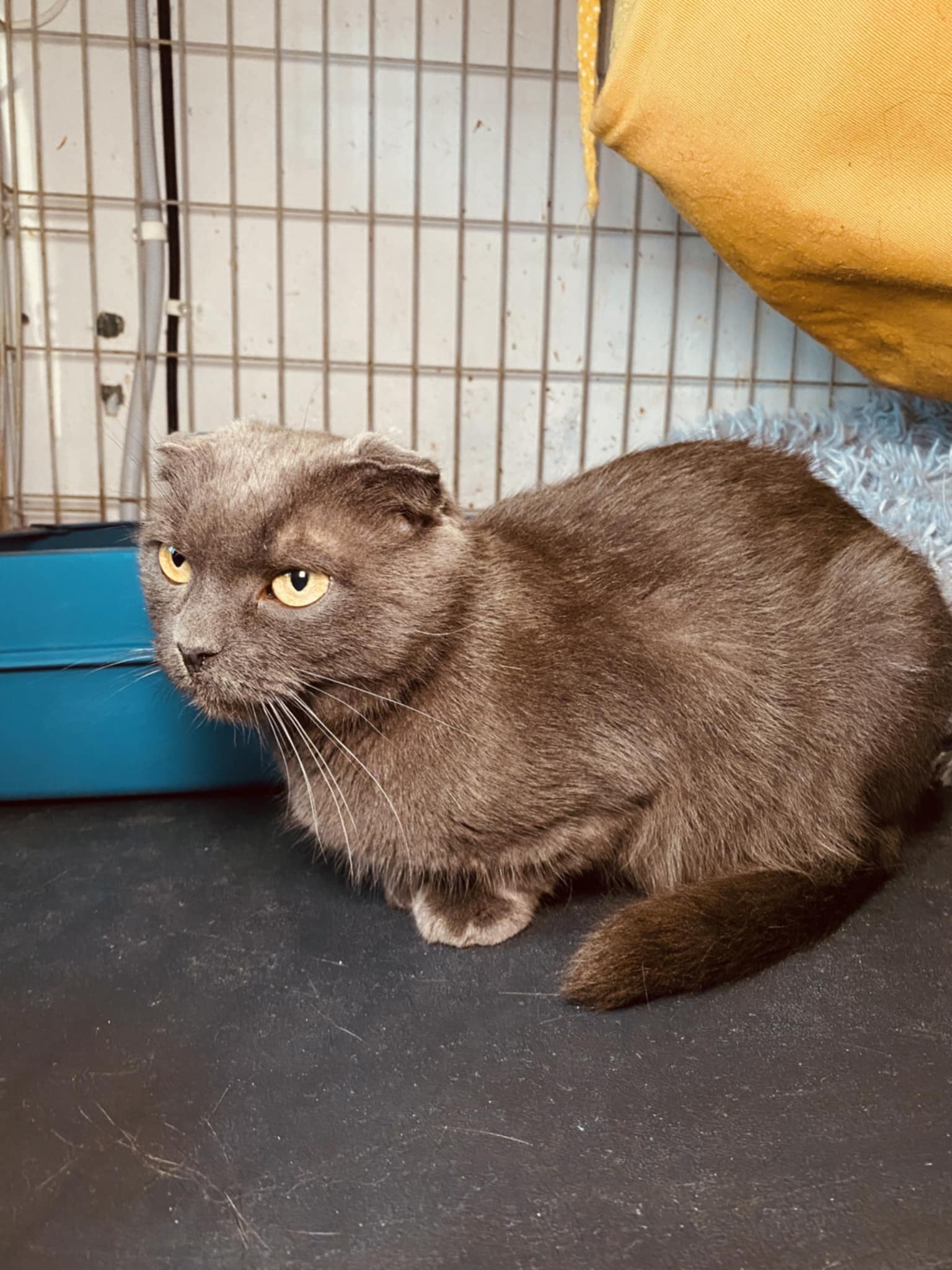 A gray cat with folded ears is sitting in a cage