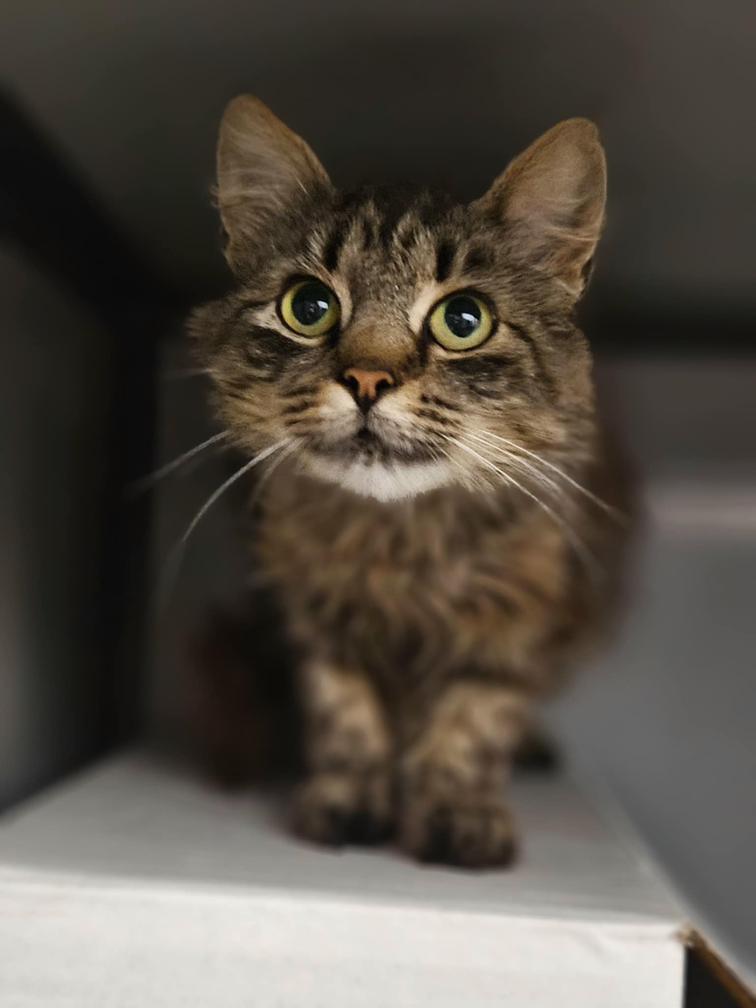 A long haired gray tabby cat is standing and looking at something off camera