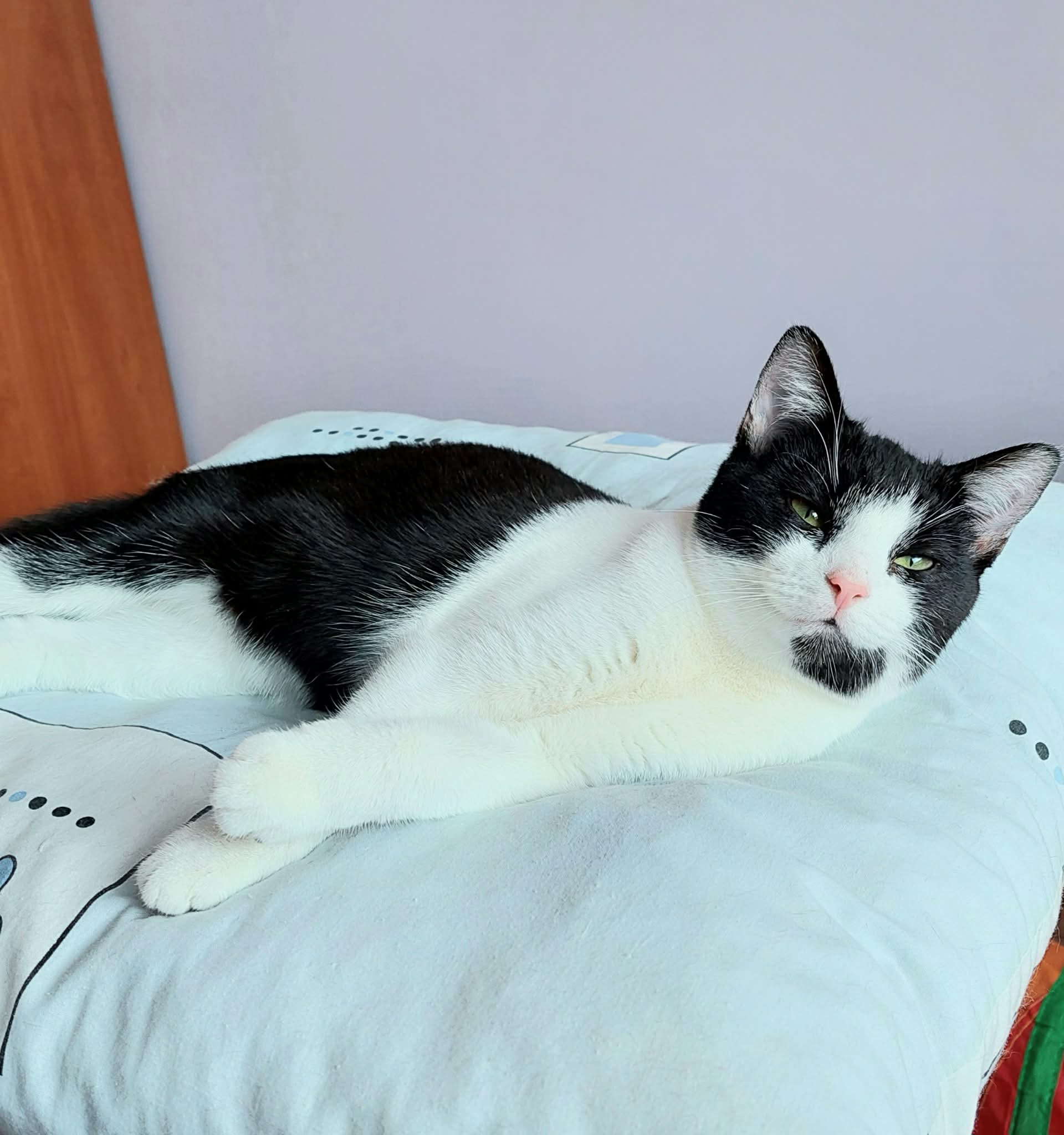 A black and white kitten is laying on a white pillow