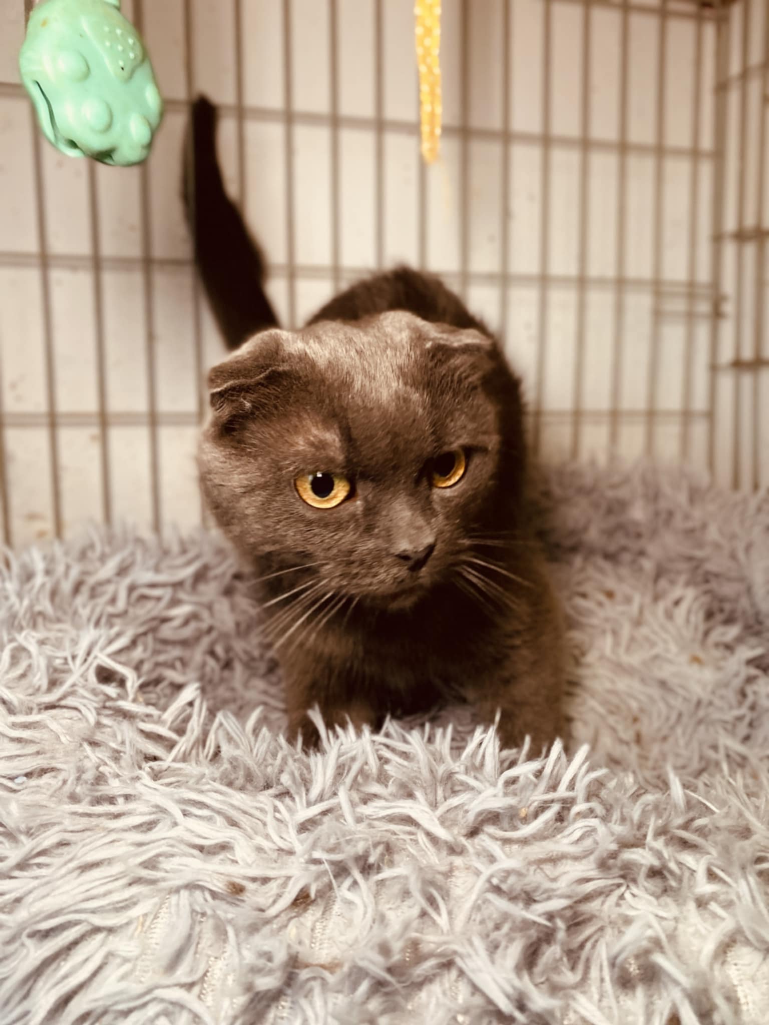 A gray cat with folded ears is standing on a blanket
