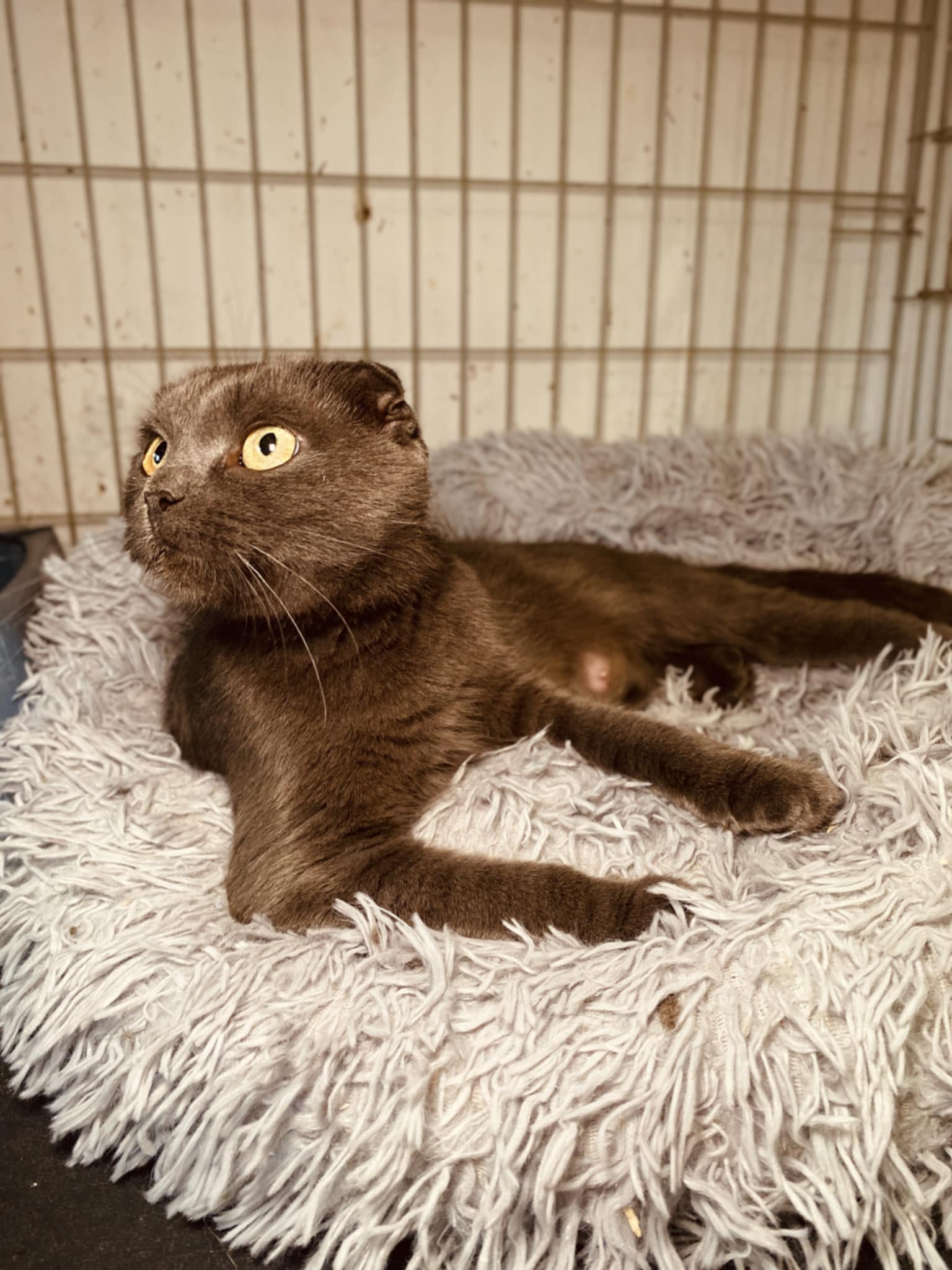 A gray cat with folded ears is laying on a blanket