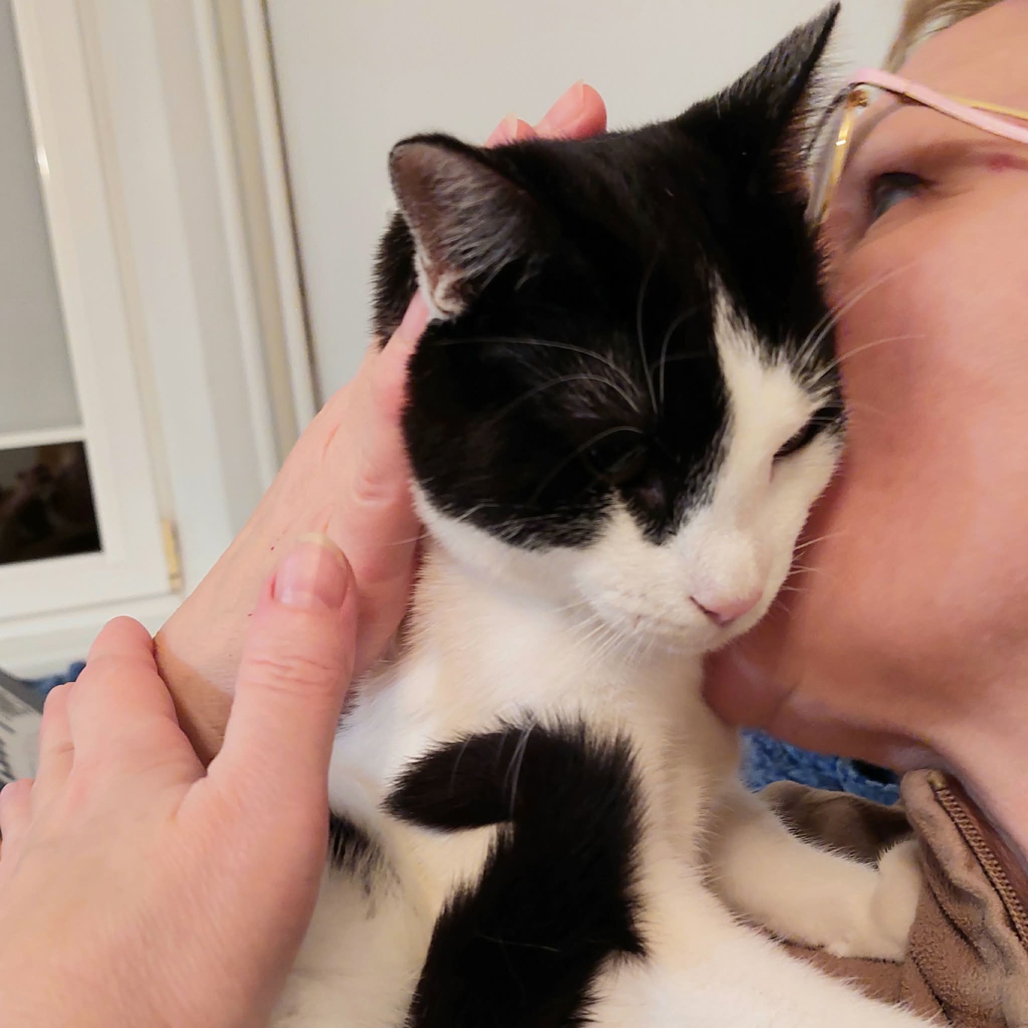 A black and white kitten is snuggling with a shelter worker