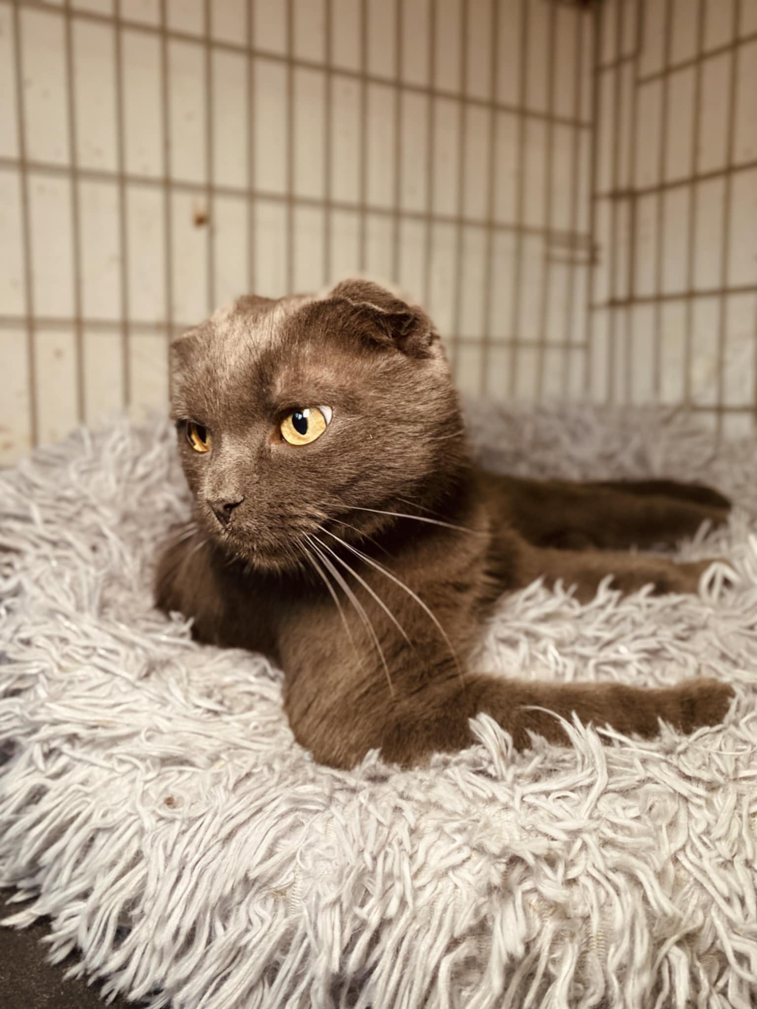 A gray cat with folded ears is laying on a blanket