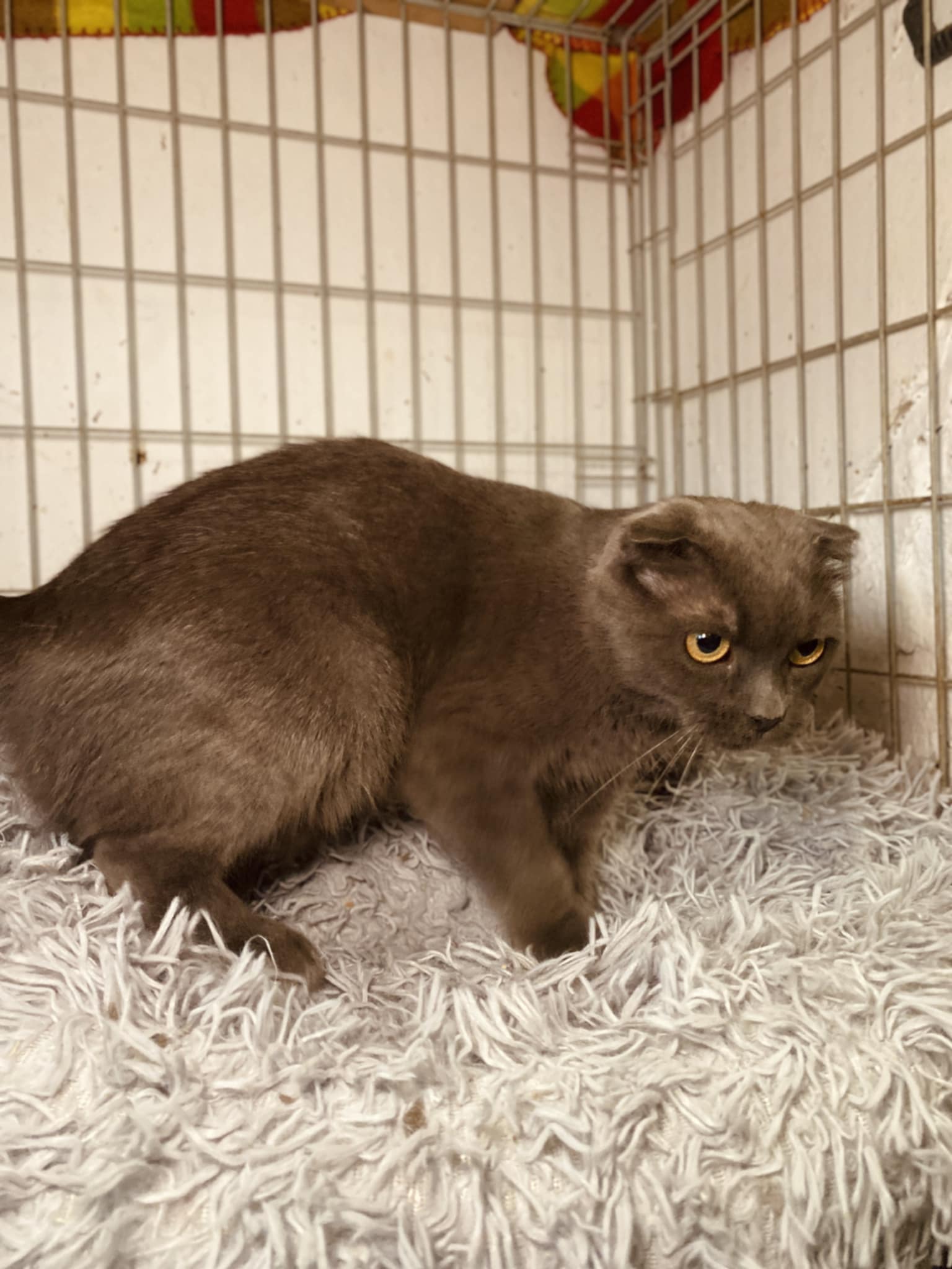 A gray cat with folded ears is laying on a blanket