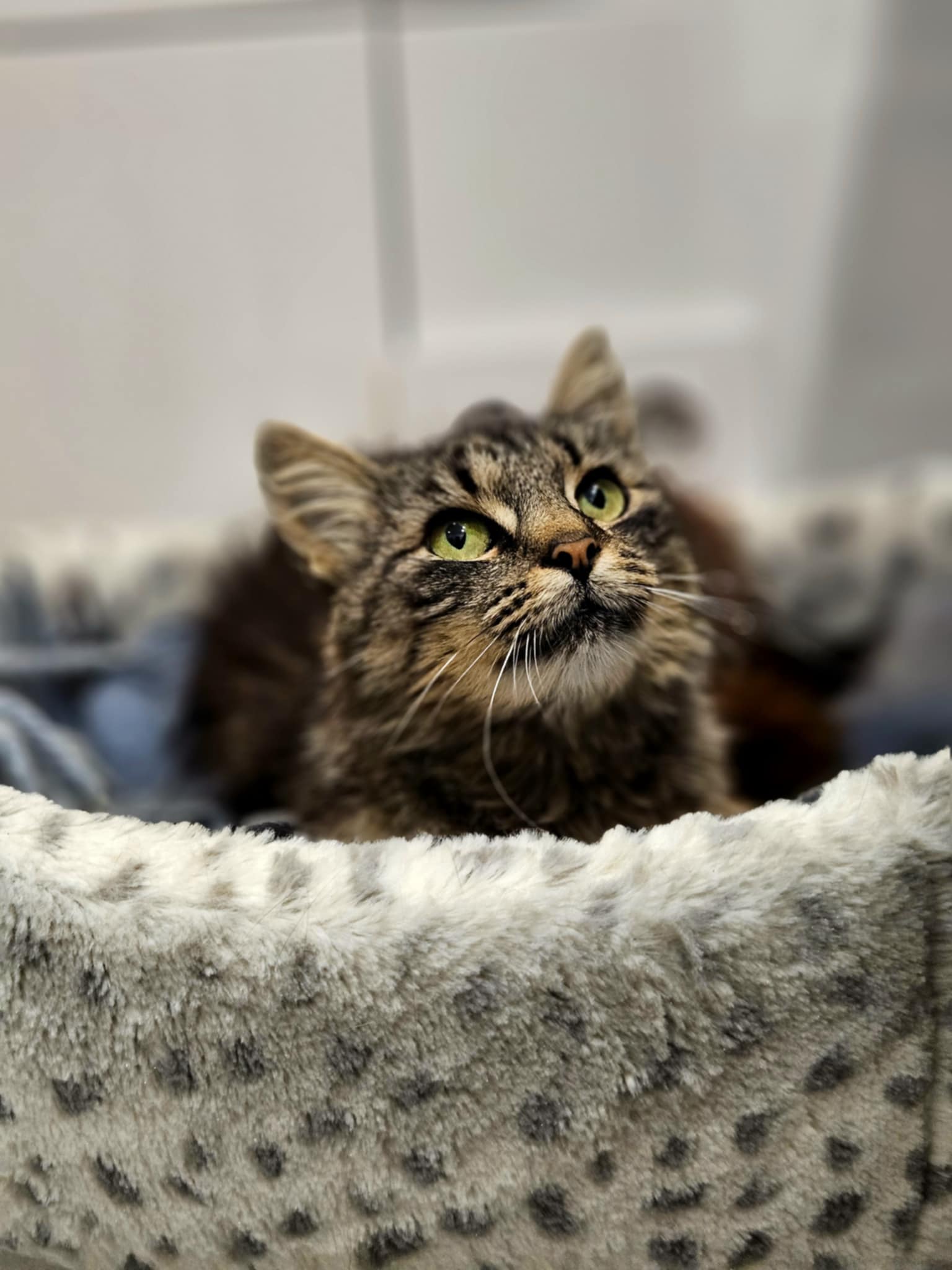 A long haired gray tabby cat is sitting in a cat bed and looking at the ceiling