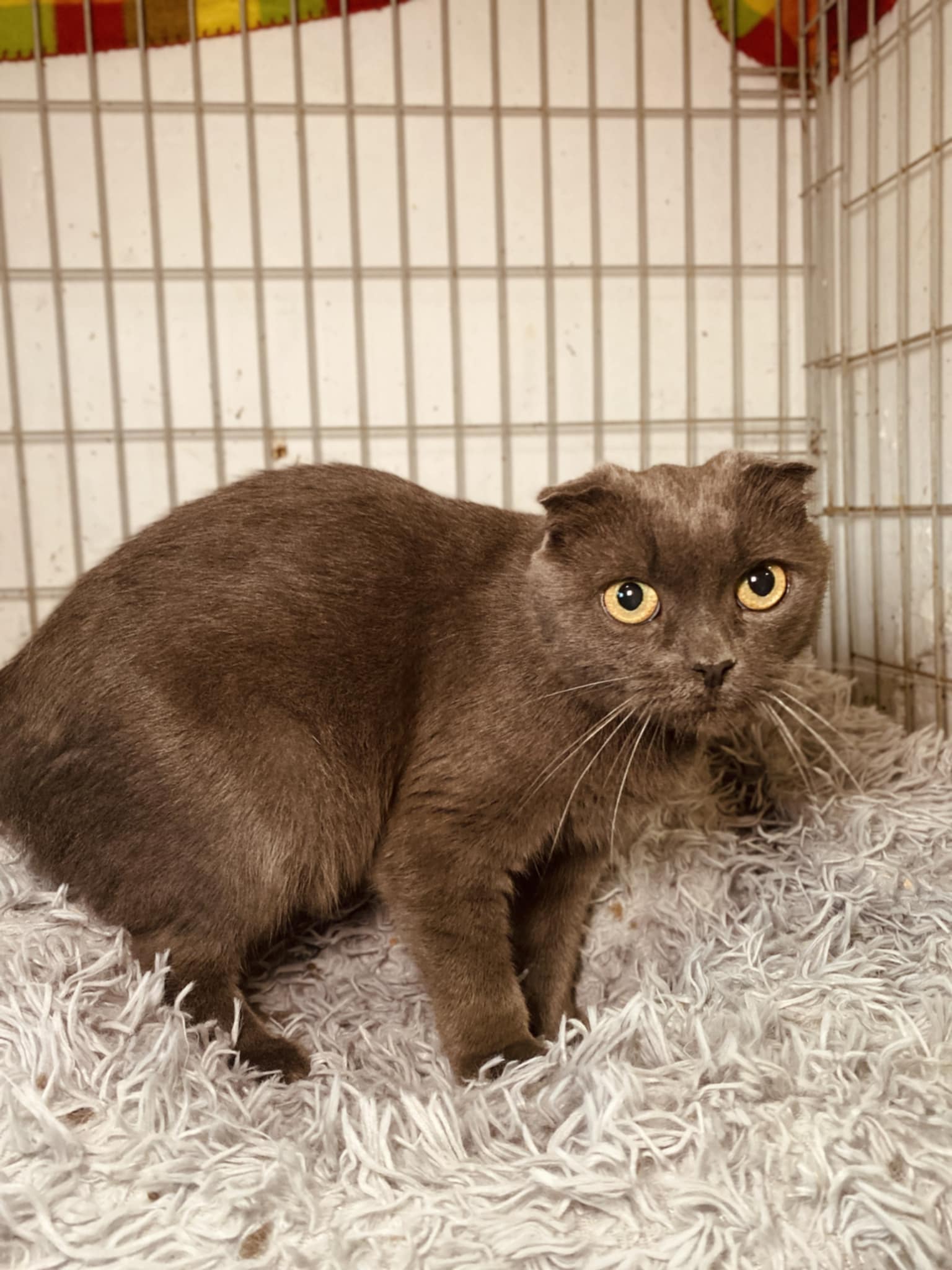A gray cat with folded ears is standing in a cage