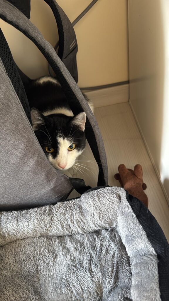 A black and white kitten is peaking out from a tent