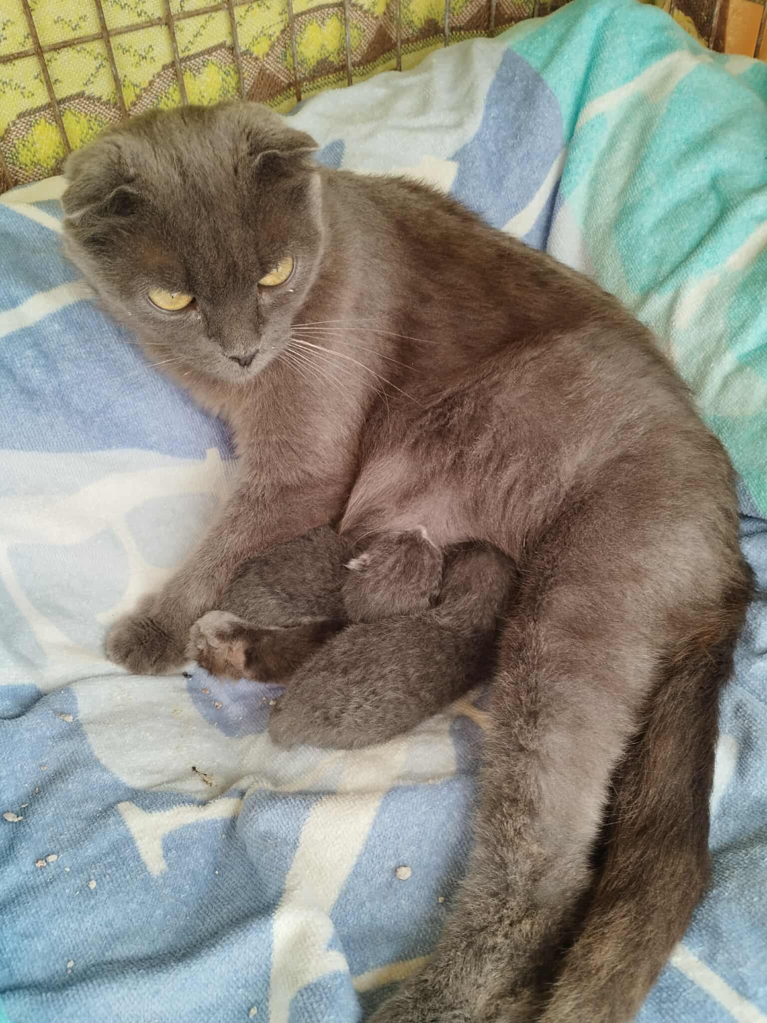 A gray cat with folded ears is laying on a blanket