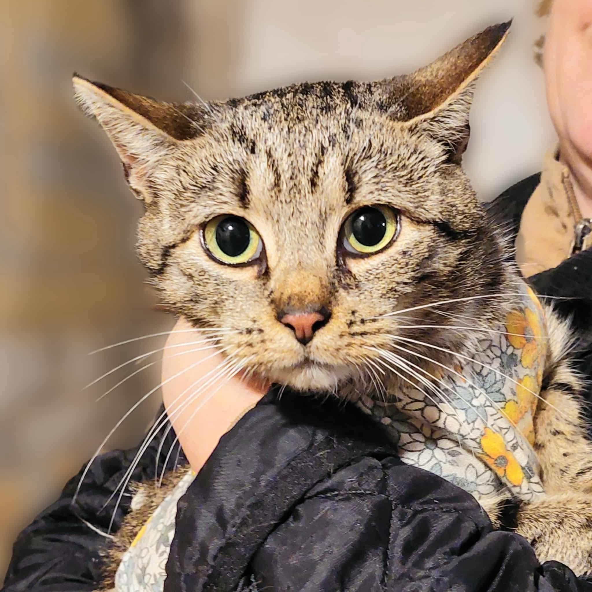 A gray tabby cat is being held. She is wearing a surgery jacket
