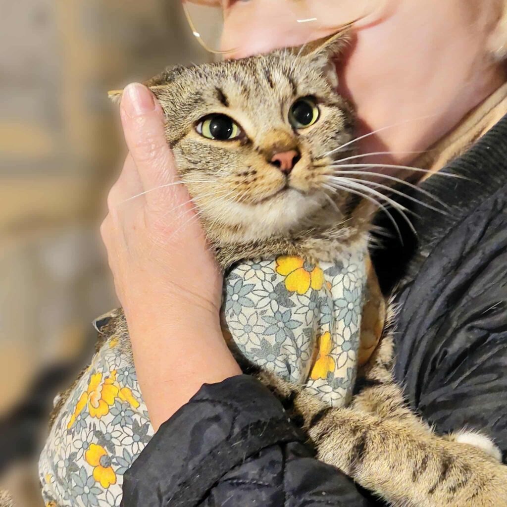 A gray tabby cat is being held. SHe is wearing a gray surgery jacket