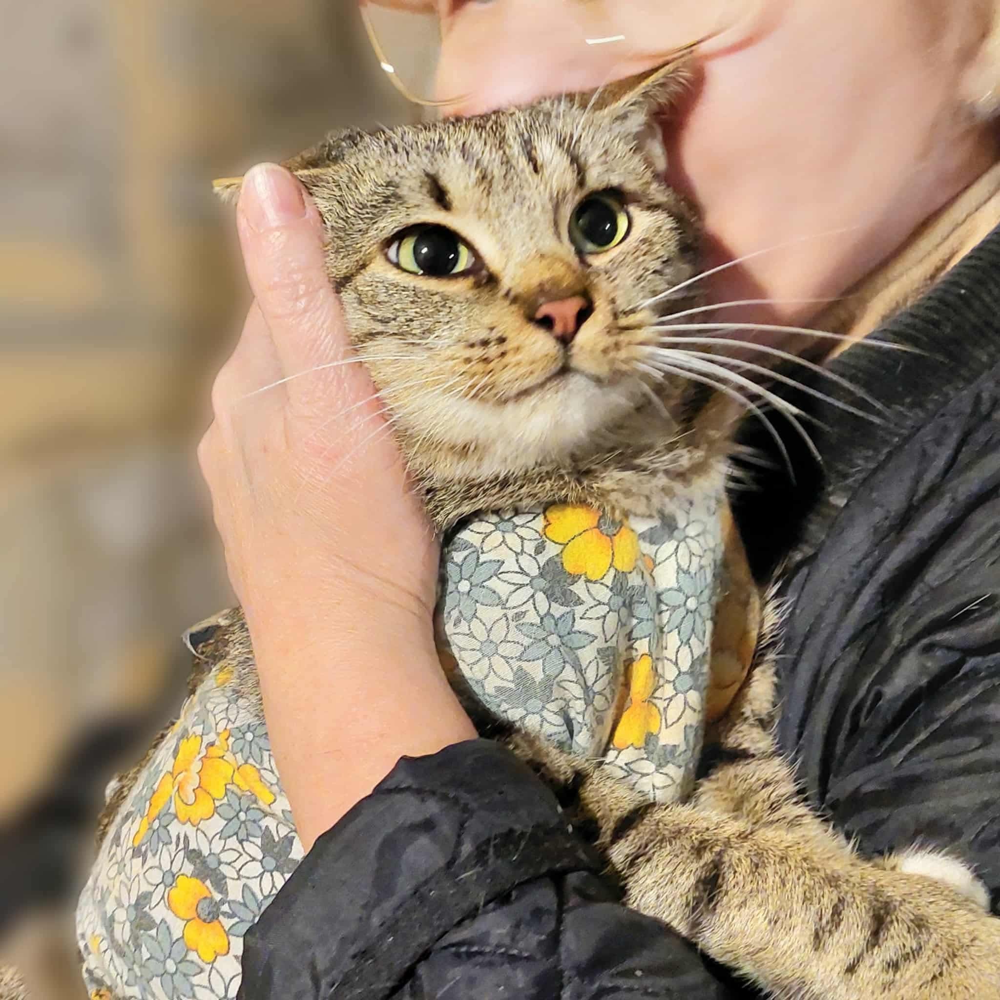 A gray tabby cat is being held. SHe is wearing a gray surgery jacket