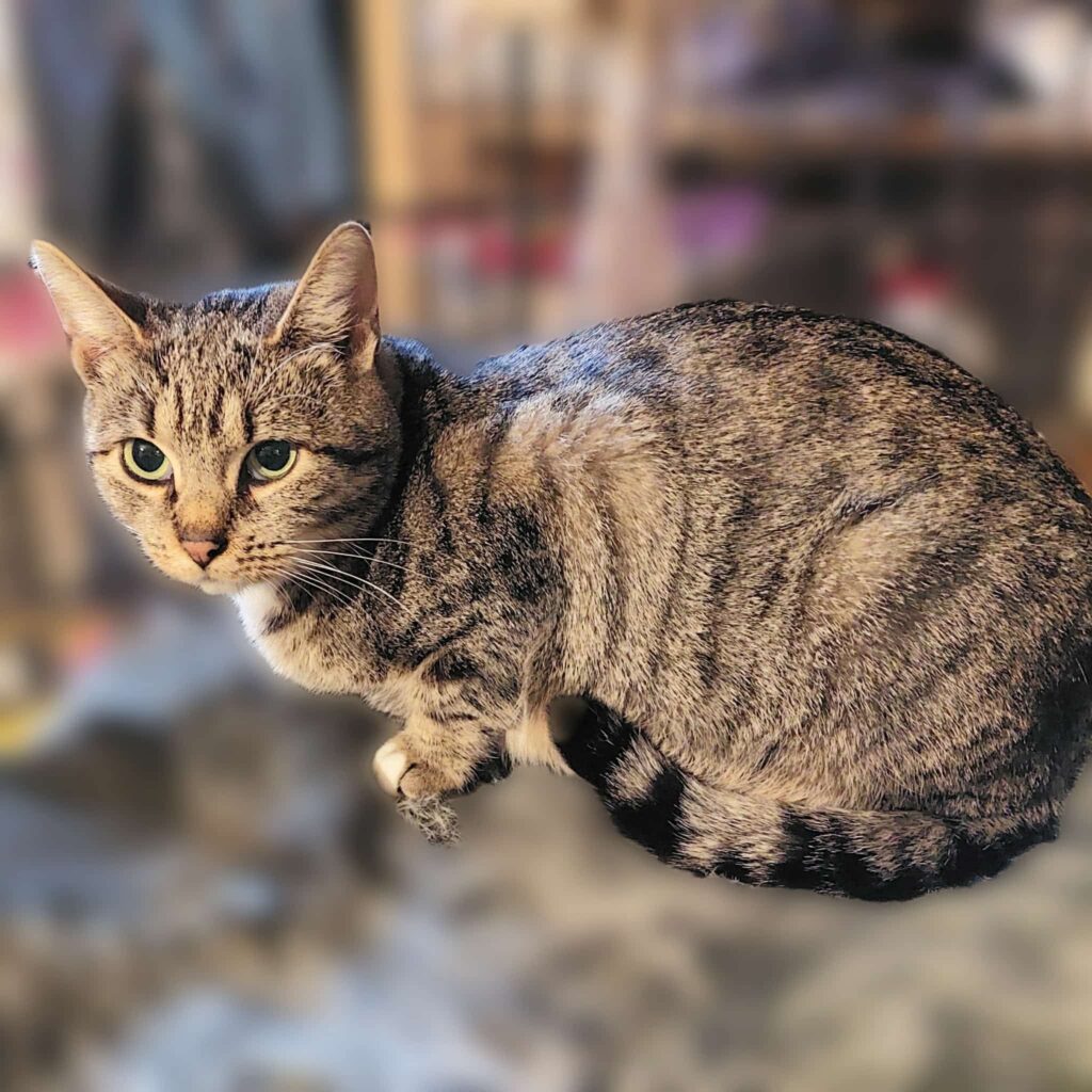 A gray tabby cat is sitting on a shelf