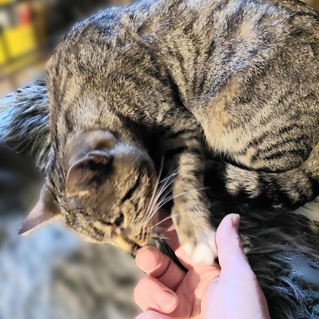 A gray tabby cat is sniffing someone's hand