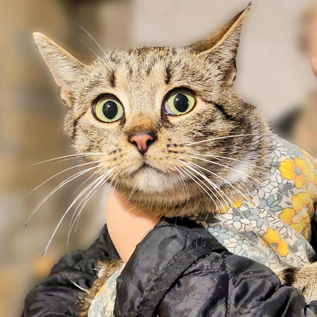 A gray tabby cat is being held. SHe is wearing a gray surgery jacket