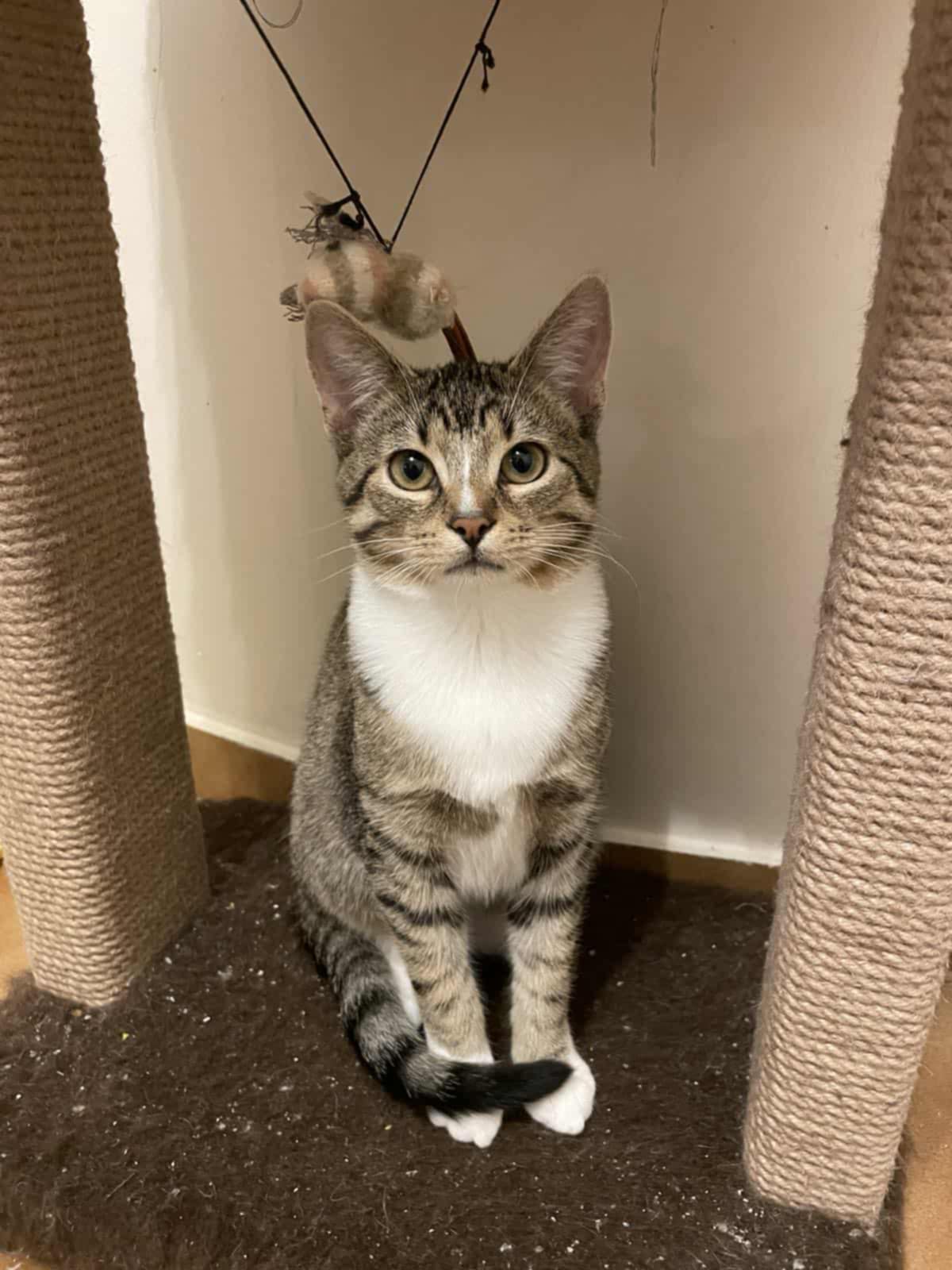 A gray tabby kitten with a white chest is sitting under a cat tree