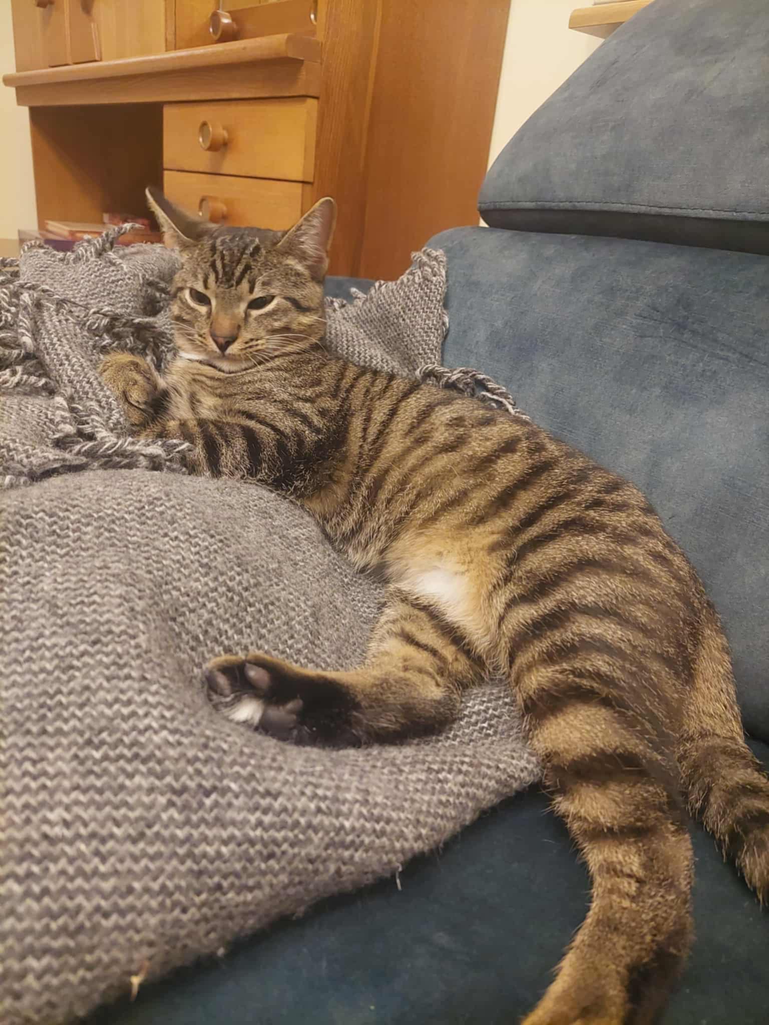 A gray tabby kitten is laying on a sofa