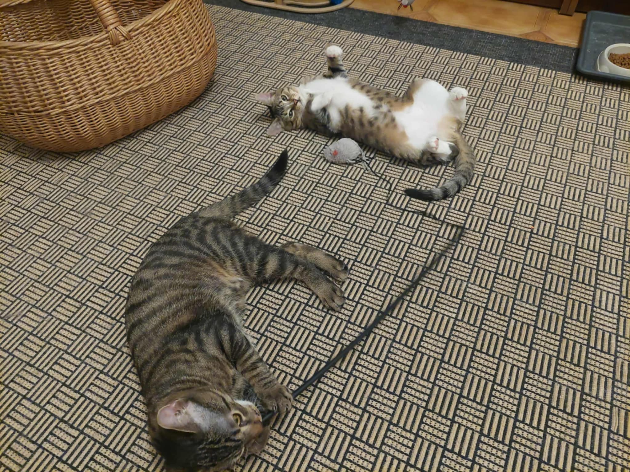 Two gray tabby kittens are rolling on the ground and playing with a wand toy