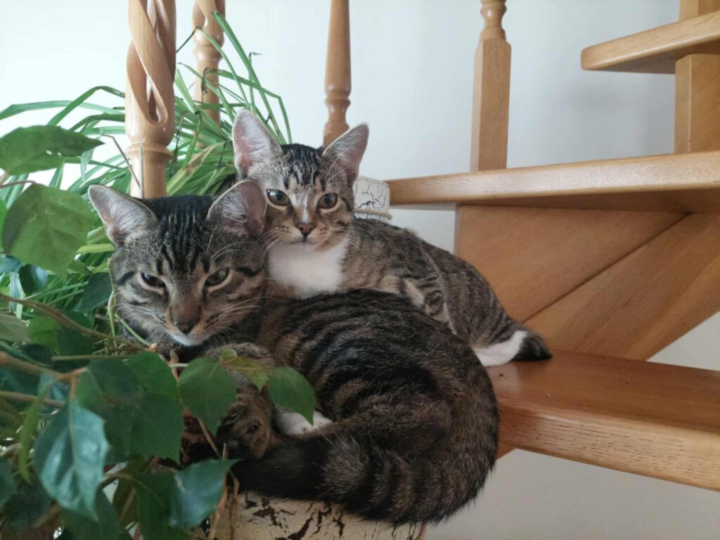 Two tabby kittens are laying next to plants and look very comfortable