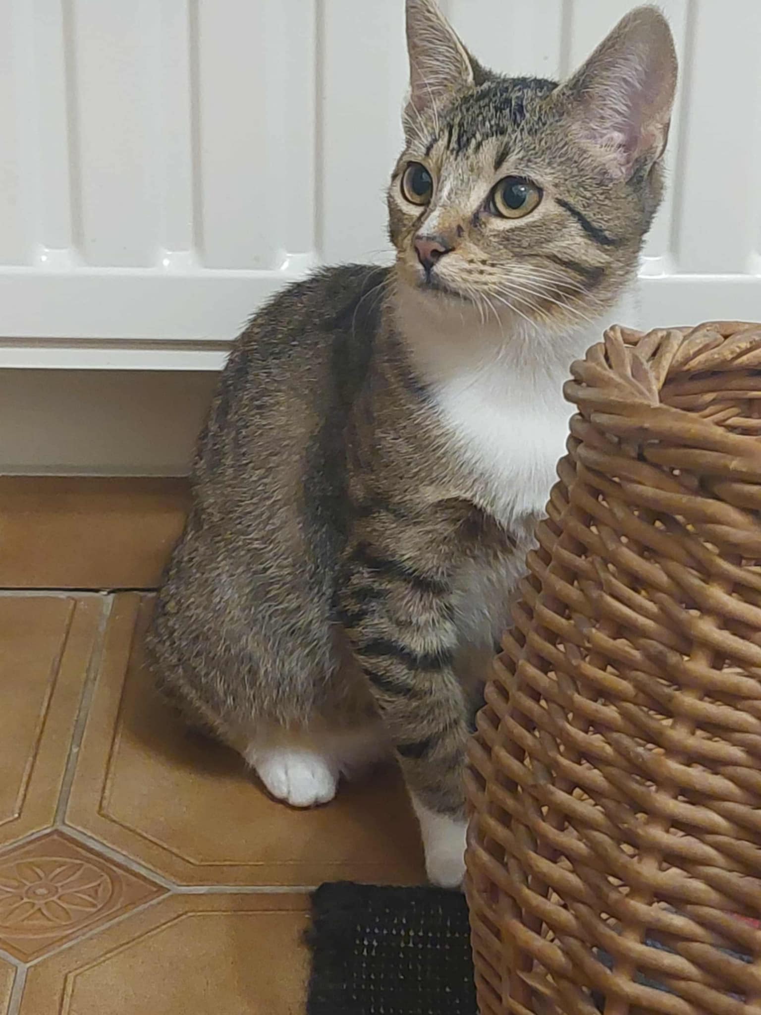 A gray tabby kitten is sitting on the floor next to a basket