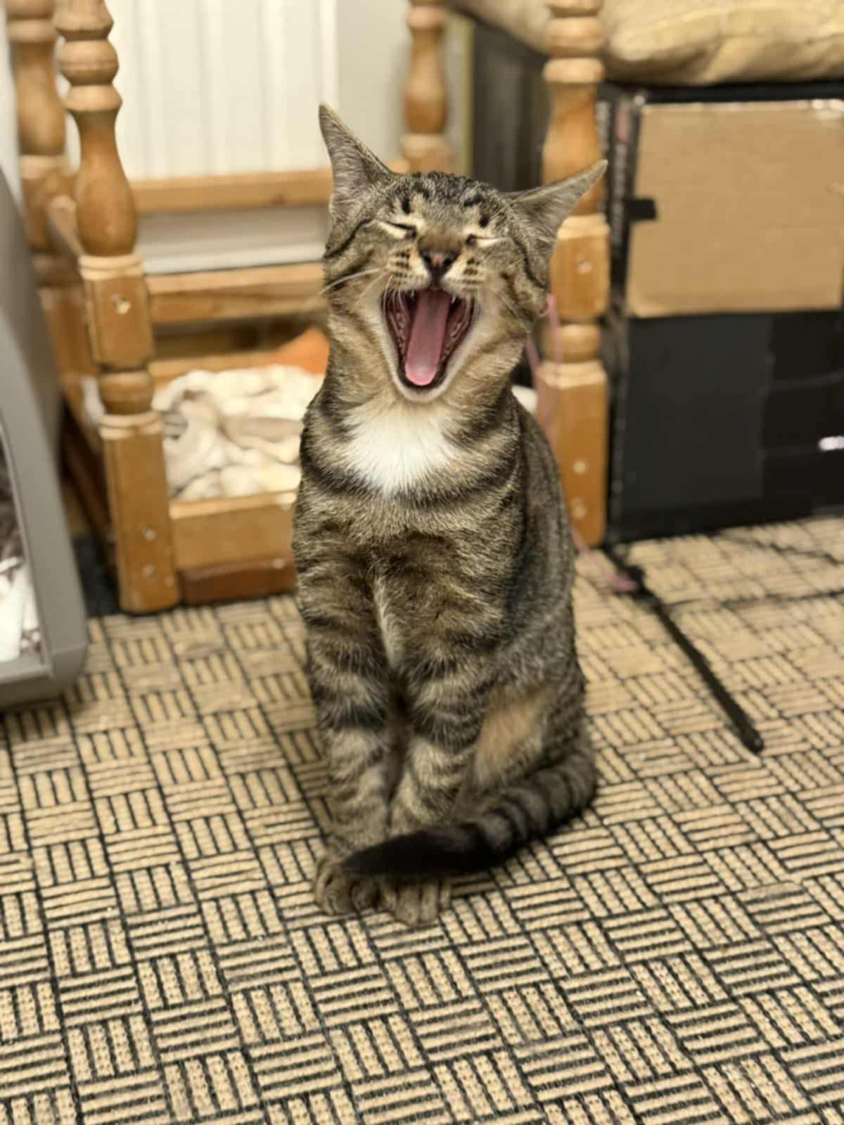 A gray tabby kitten is sitting on the floor and yawning