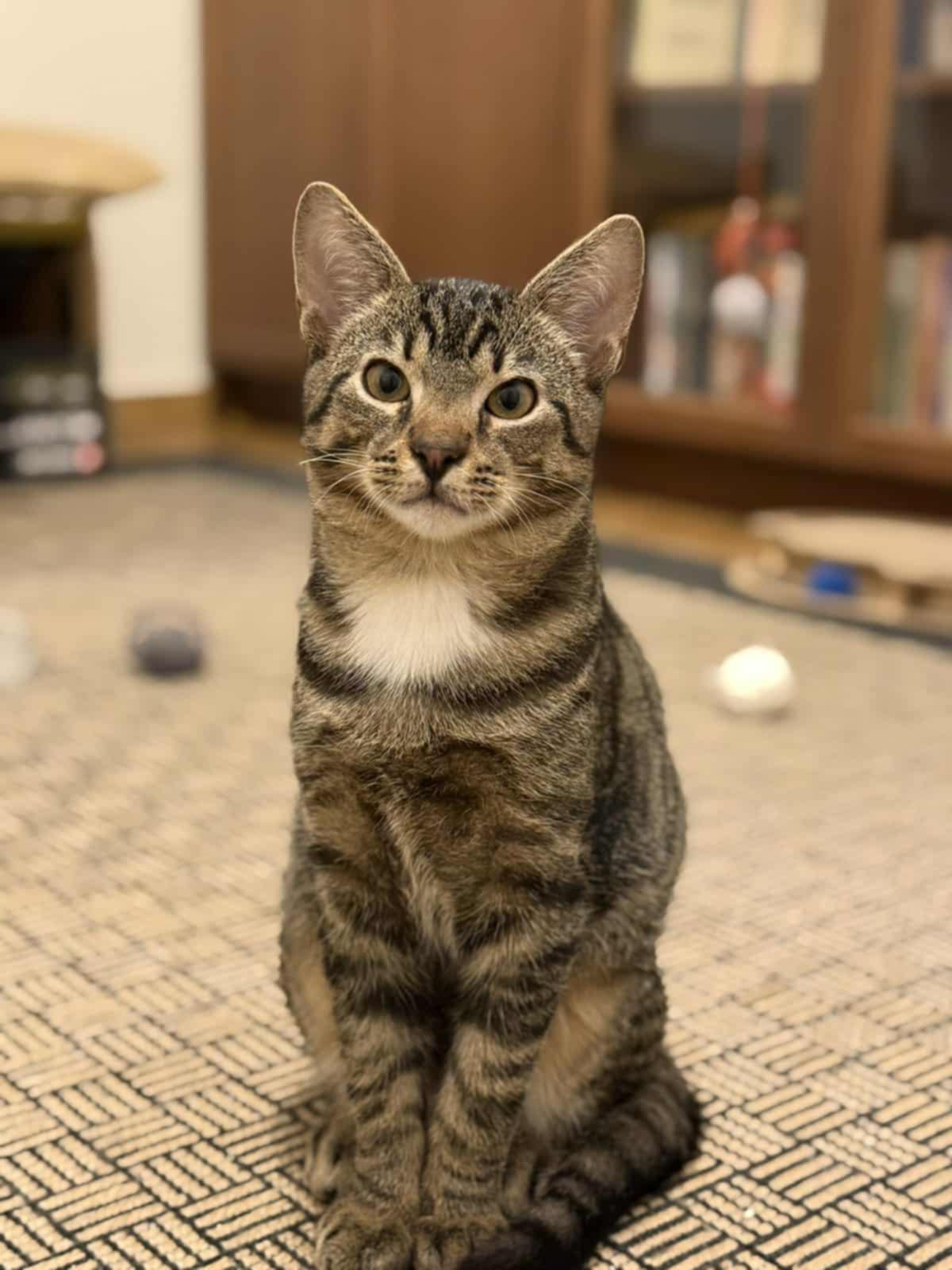 A gray tabby kitten is sitting on the floor and looking at the camera