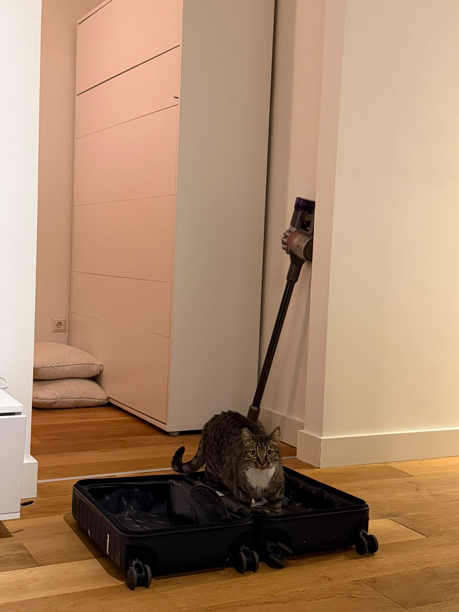 A gray tabby cat is exploring an empty open suitcase