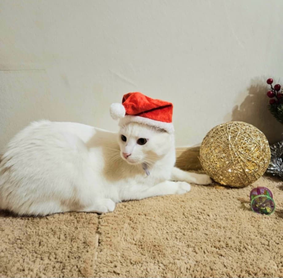 A white kitten is playing with Christmas decorations and wearing a Santa hat