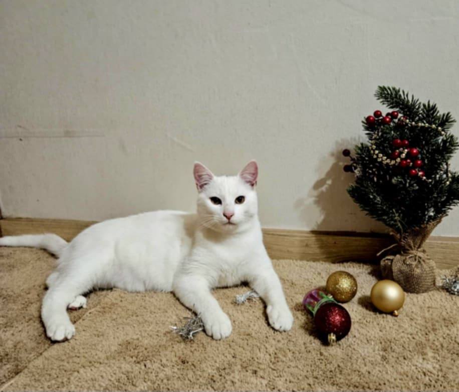 A white kitten is lounging on the carpet next to Christmas decorations