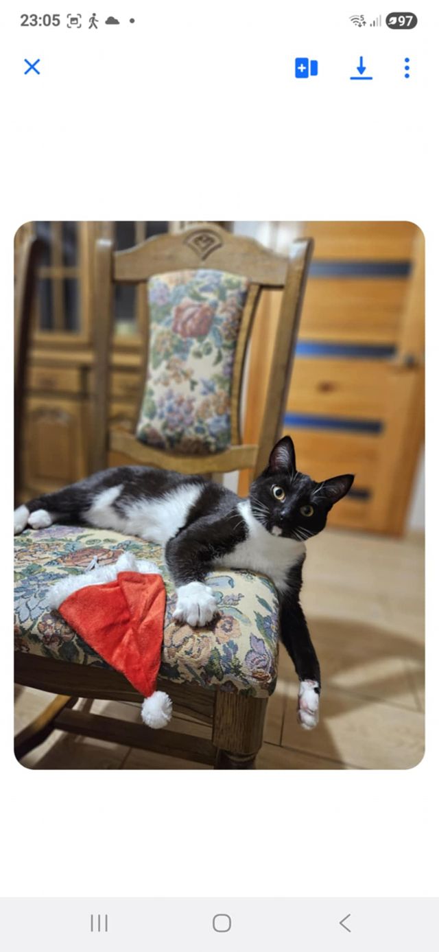 A black and white kitten is lounging on a brocade chair with a Christmas Santa hat