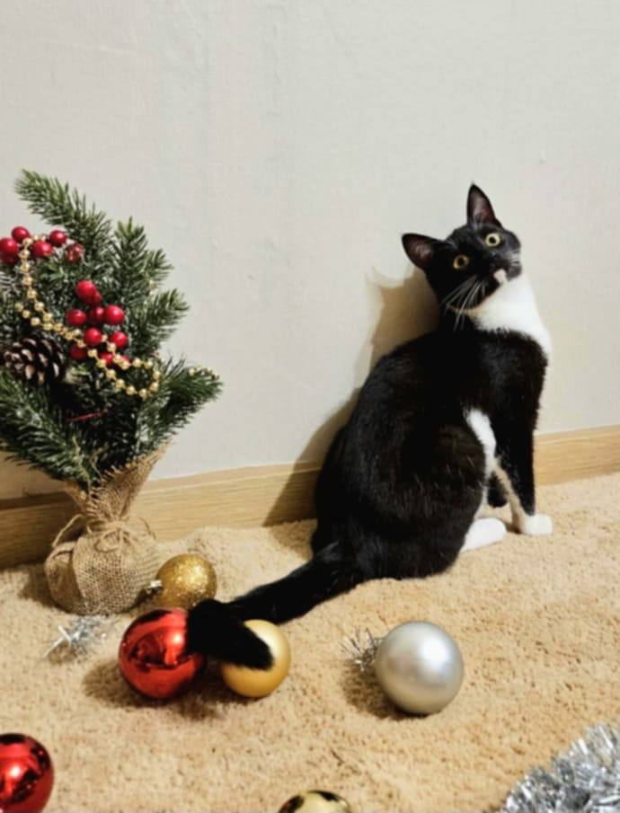 A black and white kitten is playing with Christmas decorations