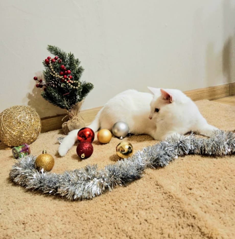 A white kitten is playing with Christmas decorations