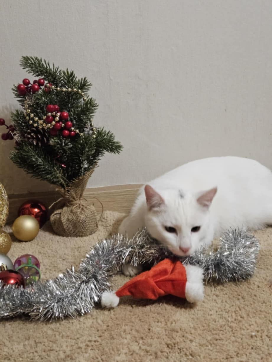 A white kitten is playing with Christmas decorations