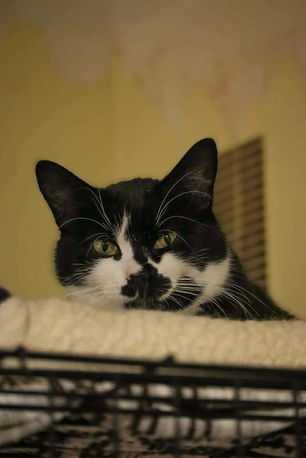 A black and white cat is sitting on top of a cat cage