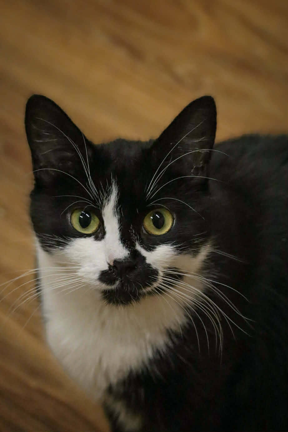 A black and white cat is looking at the camera